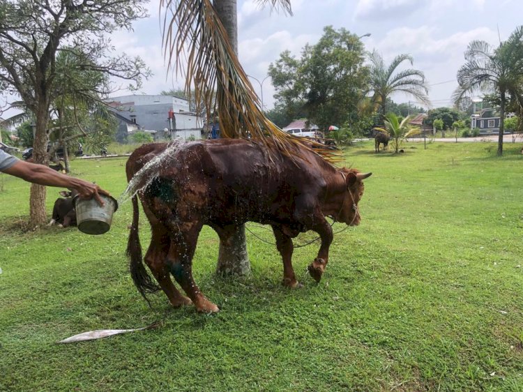 Pemkab Muba membagikan 36 ekor sapi untuk kurban. (Ist). 