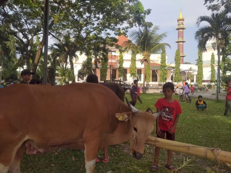 Salah satu sapi yang akan dikurbankan di Masjid Agung Palembang. (Humaidy Aditya Kenedy/Rmolsumsel.id). 