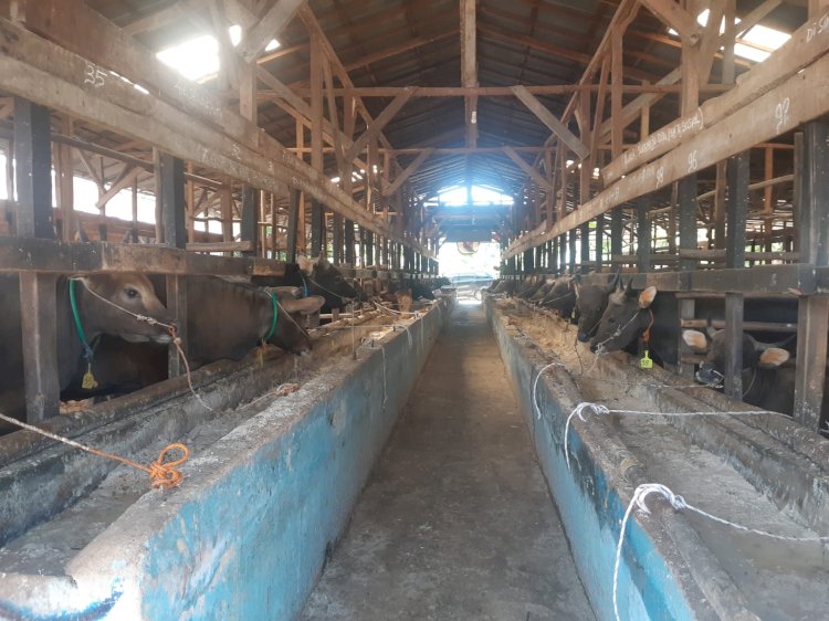 Kondisi sapi yang berada di salah satu tempat pemotongan hewan di Palembang. (Istimewa/rmolsumsel.id)
