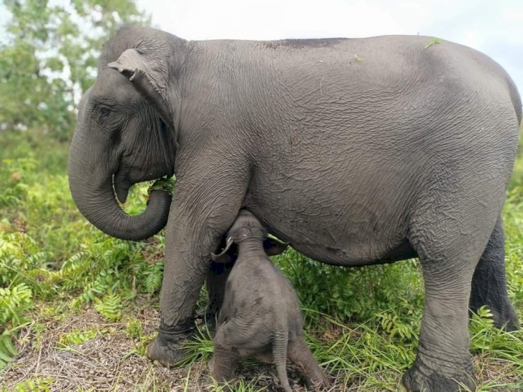 Gajah Sumatera lahir di Pusat Pelatihan Gajah Padang Sugihan/ist