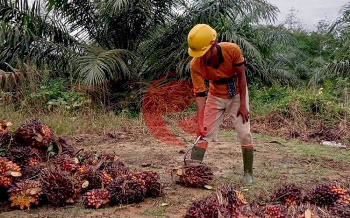 Ilustrasi petani sawit. (dokumen RMOLSumsel.id)