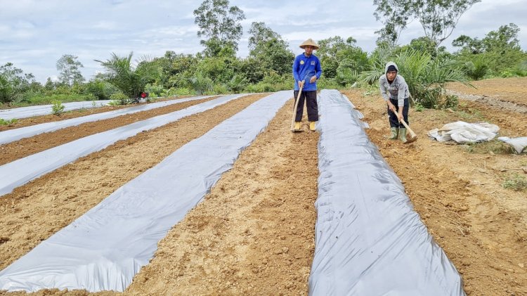 Petani di PALIBmulai membuka lahan untuk ditanami cabai. (Eko/Rmolsumsel.id). 