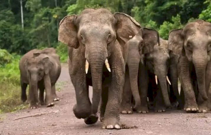 Kawanan gajah liar mengamuk sebabkan satu orang meninggal dunia/Ist