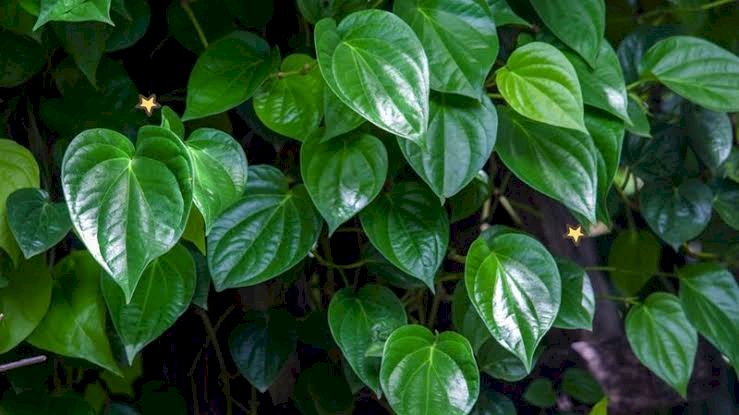 Daun Sirih/net