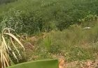 Kawanan Gajah Liar Rusak Kebun Warga di PALI, Petani Minta Pemerintah Segera Bertindak