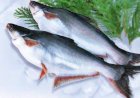 Sering Konsumsi Ikan Patin, Cek Berikut Nutrisi yang Terkandung di Dalamnya
