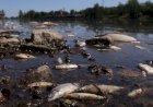 Puluhan Ton Ikan di Sepanjang Sungai Oder Eropa Mati Misterius