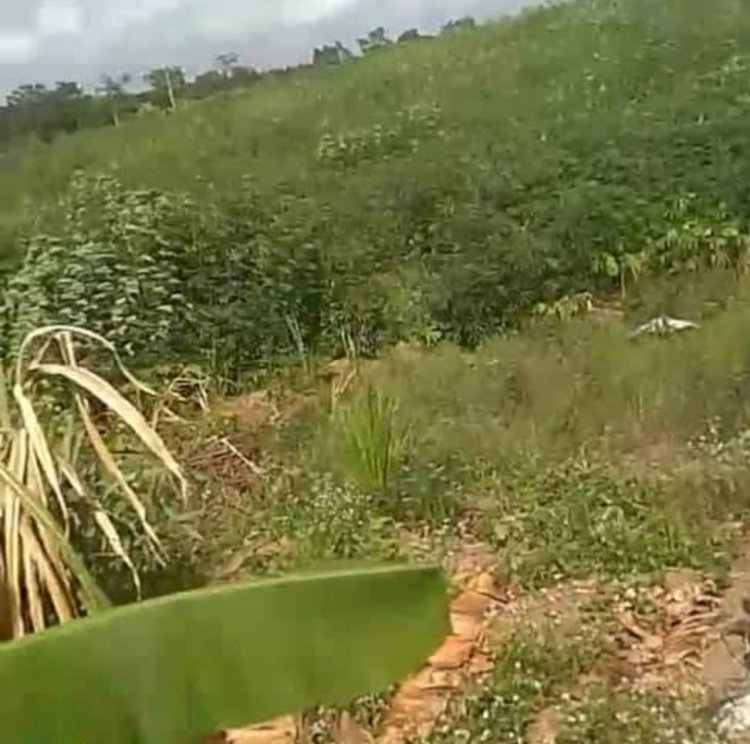 Kebun warga di Desa Benakat Minyak Kabupaten PALI yang dirusak kawanan gajah liar/ist