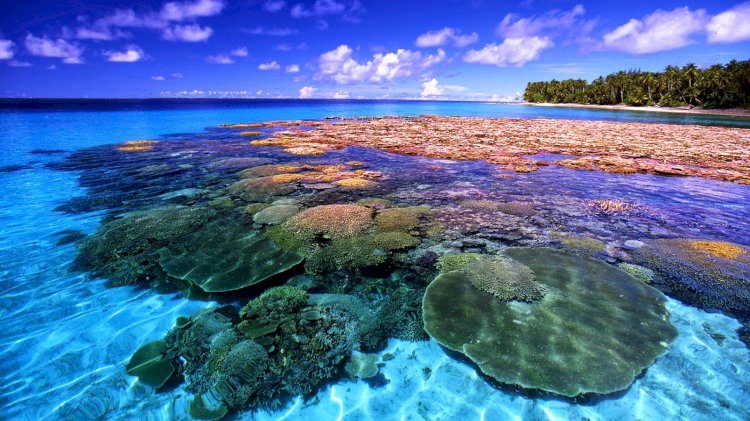 Terumbu karang di Indonesia. (Istimewa/net)