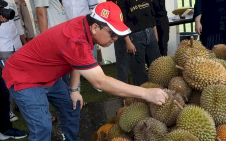 Walikota Lubuklinggau HN Prana Putra Sohe memilih durian di acara gebyar pesirah makan durian sepuasnya/ist.