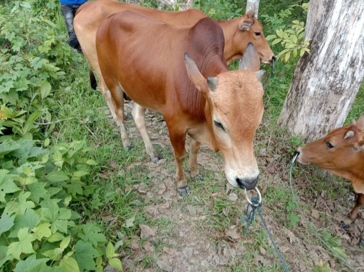 Tiga ekor sapi yang berhasil batal dicuri oleh komplotan para pelaku di Muara Enim. (ist/ RmolSumsel.id)