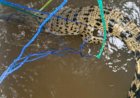 Pancing Ikan Ternyata Dapat Buaya, Warga Diingatkan Waspada Saat Berada di Sungai Musi
