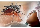 Demam Berdarah Dengue di Muba Capai 112 Kasus, Satu Orang Meninggal Dunia