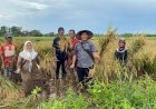 Peneliti Polsri dan Unsri Kolaborasi Ajarkan Petani Teknik Bertani dan Pasarkan Padi Tanpa Jalur Tengkulak 
