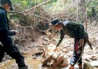 Kerangka Gajah Sumatera Berkalung GPS Ditemukan di Hutan Bengkulu