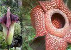 Setelah 16 Tahun Dibudidayakan di Luar Habitat, Rafflesia Arnoldii Mekar di Kebun Raya Bogor