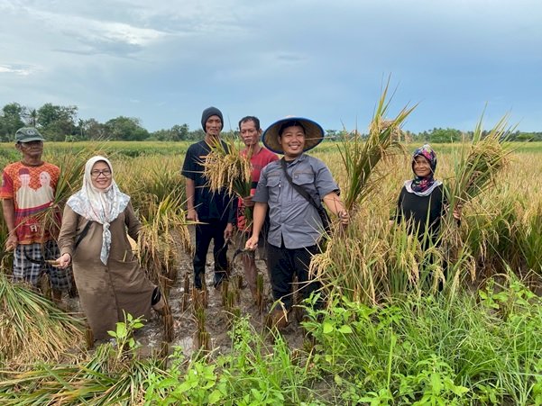 Peneliti dari Polsri dan Unsri saat melakukan panen padi di lahan petani Kelurahan Sei Selincah, Kota Palembang. (ist/rmolsumsel.id)