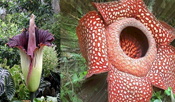 Rafflesia Arnoldii R. Br.  mekar di Kebun Raya Bogor setelah 16 tahun dibudidayakan di luar habitat/ist