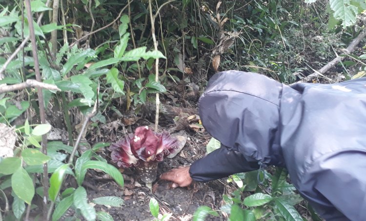 Bunga Bangkai Sedang Mekar Ditemukan Warga Dekat Jurang di Kaki Bukit Sulap/RMOL