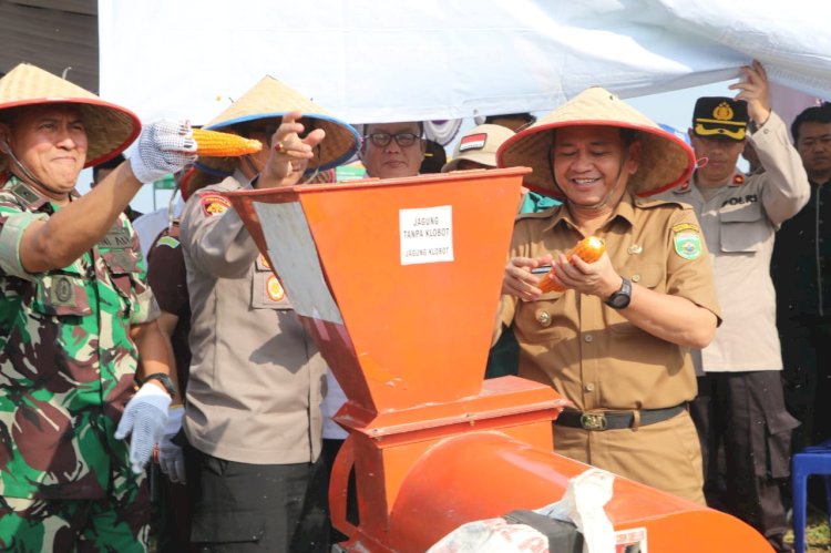 Pj Bupati Bupati bersama Kapolres dan Kasdim panen jagung hibrida program ketahanan pangan bekerjasama dengan Polres Muara Enim/ist