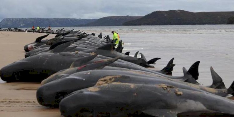 Mayat-mayat paus pilot ditemukan di Selandia Baru/Net