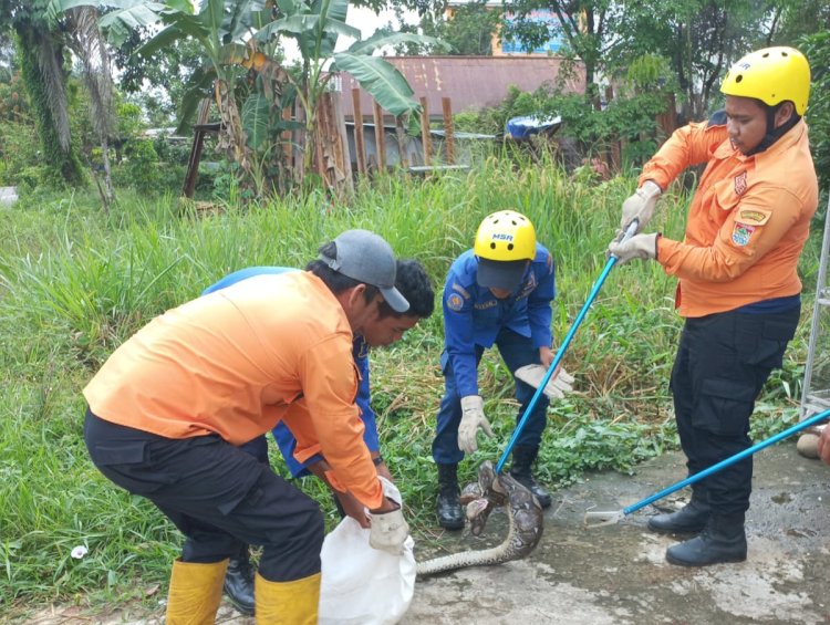 Petugas tengah mengevakuasi seekor ular sanca dari belakang rumah warga di Lubuklinggau/ist