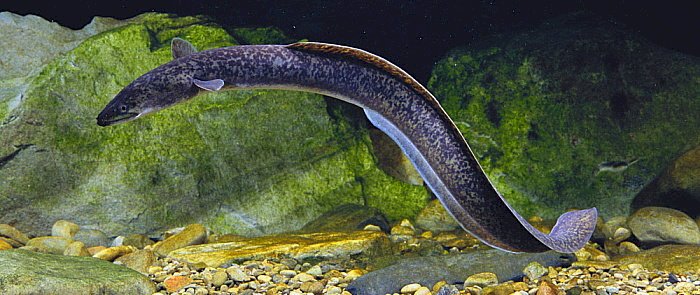Ikan Sidat/ist