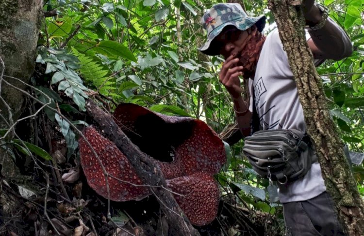 Bunga Raflesia Arnoldi tumbuh di Paiker, Kabupaten Empat Lawang/ist.