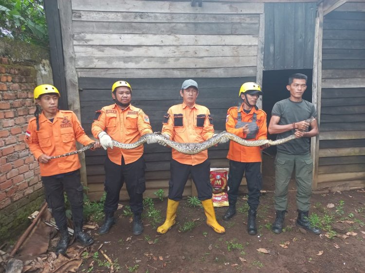 Petugas Dinas Pemadam Kebakaran, Penyelamatan dan Penanggulangan Bencana (DPKPPB) Kota Lubuklinggau menangkap seekor ular sanca.(foto Istimewa)