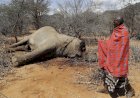 Ratusan Gajah, dan Zebra di Kenya Mati Akibat Dilanda Kekeringan