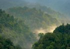 Diresmikan di G20, Walhi Ingatkan Aliansi Hutan Indonesia, Kongo dan Brazil Jangan Jadi Bisnis Iklim