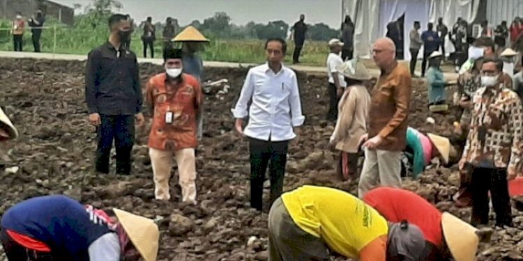  Presiden Joko Widodo saat meninjau lahan tebu nasional/ist