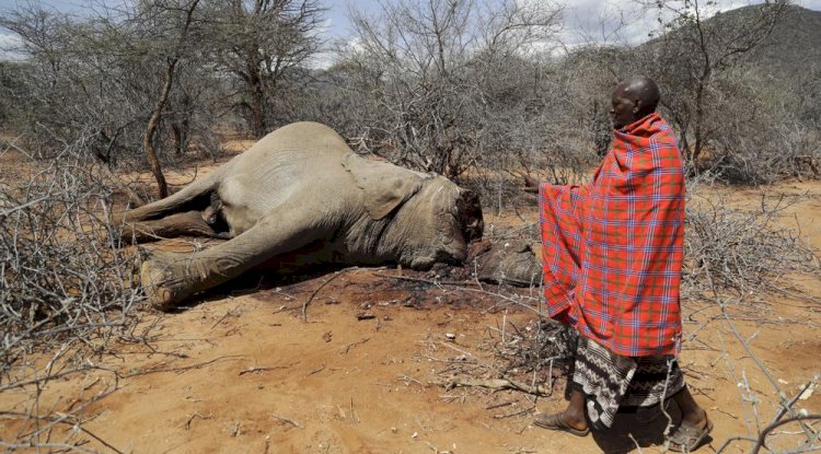 Gajah mati karena kekeringan melanda Kenya/ist