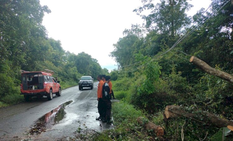 Petugas BPBD Muba saat melakukan evaluasi pohon besar yang roboh di pinggir jalan akibat cuaca ekstrem/ist
