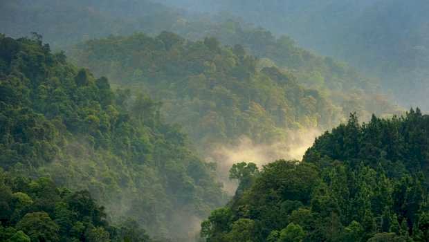 Hutan di Indonesia/net