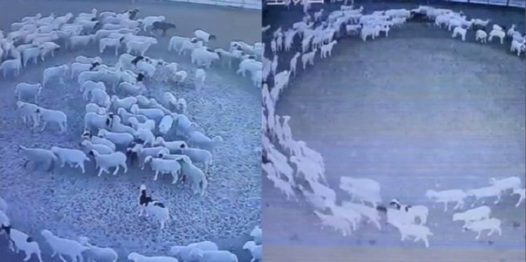 Ratusan domba berjalanan membuat lingkaran di Mongolia Dalam, China/Net