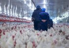 Flu Burung Serang Eropa, 220 Ribu Ayam Dimusnahkan