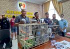 Polda Lampung Gagalkan Perdagangan Gelap Satwa Dilindungi