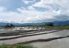 Empat Lawang Komitmen Perluas Lahan Sawah, Siap Jadi Lumbung Padi Sumsel