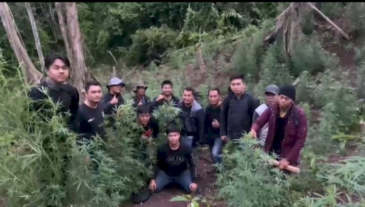 Ladang ganja seluas satu hektare yang ditemukan di Desa Batu Jungul, Kabupaten Empat Lawang, Sumatera Selatan. (Ist/RmolSumsel.id)