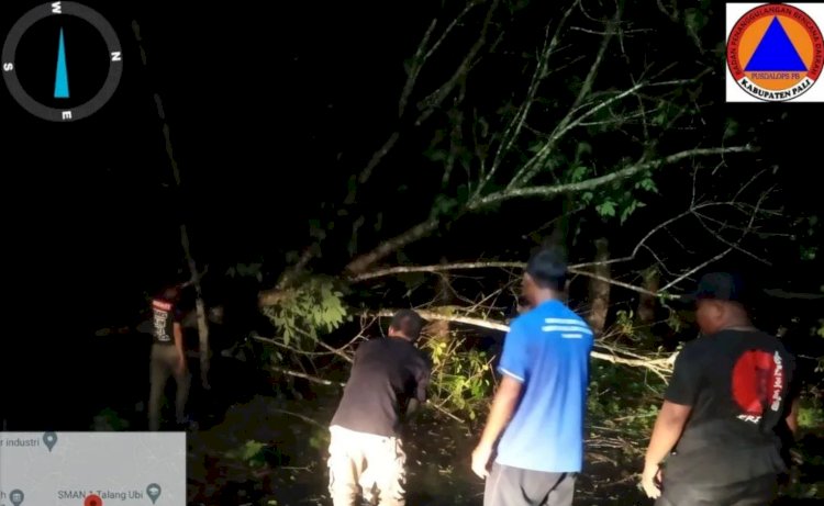 Salah satu pohon tumbang yang menutupi jalan di Kabupaten PALI. (ist/rmolsumsel.id)