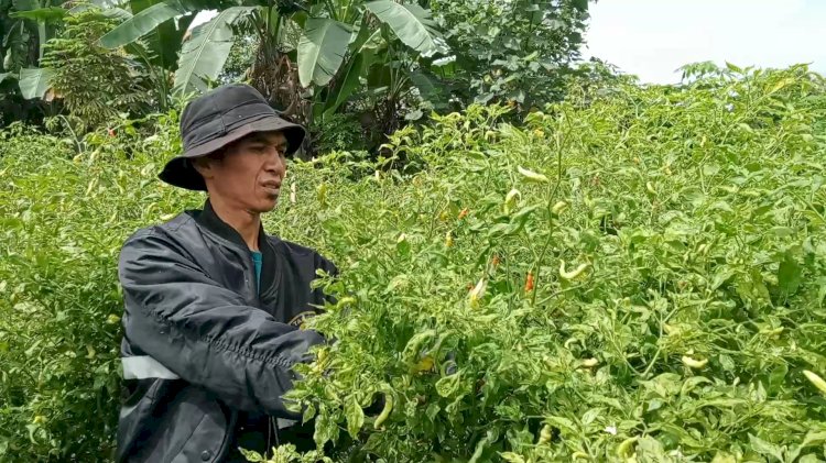 rham menunjukan tanaman Cabai Setan miliknya yang terserang Antraknosa/Foto:Noviansyah/RMOL