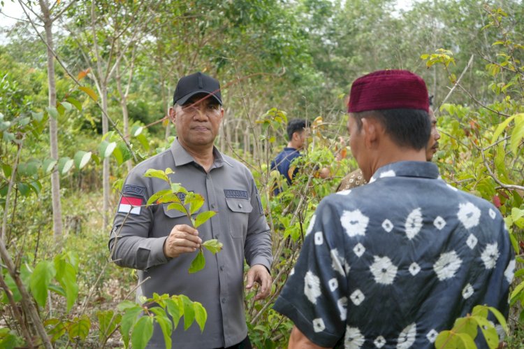 Kakanwil Kemenkumham Sumsel Ilham Djaya meninjau kebun gambir di Desa Toman, Kecamatan Babat Toman, Muba/ist.