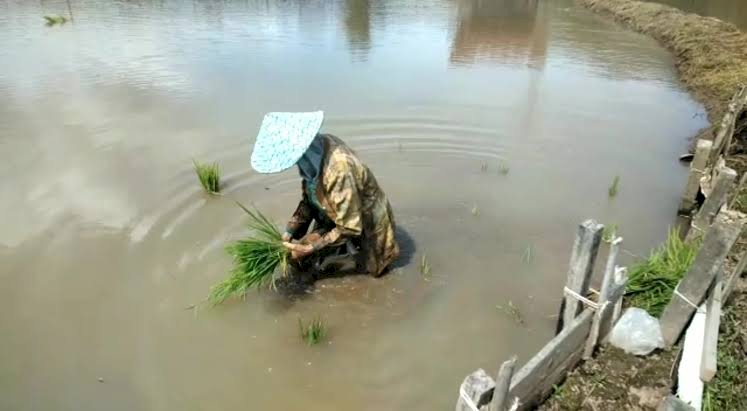 Salah satu petani di desa Segamit kecamatan Semendo Darat Ulu, Nurhawa sedang melakukan penanaman padi di sawahnya, (Noviansyah/rmolsumsel.id). 