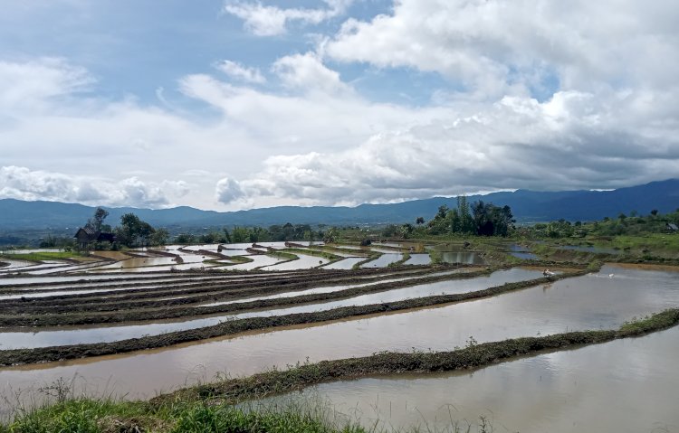Ilustrasi sawah padi. (ist/rmolsumsel.id) 