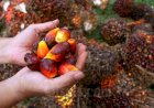 Harga Tandan Buah Sawit Naik Tipis Menjelang Imlek