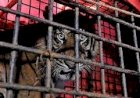 Harimau Diamankan Usai Terkam Warga di Aceh Selatan