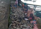 Gunung Seminung Keluarkan Zat Belerang, Warga OKU Selatan ‘Panen’ Ikan Mabuk