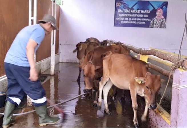 Penyakit Cacar Sapi/ist