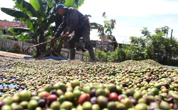 Panen Kopi Pagaralam. (Dok. RmolSumsel.id)